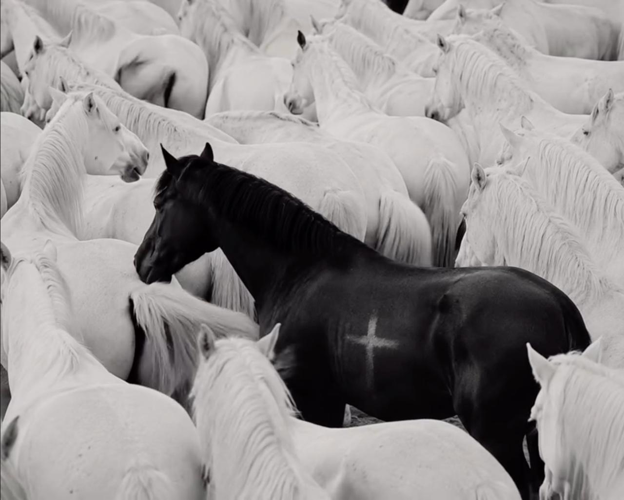 A dark horse among a pale herd
