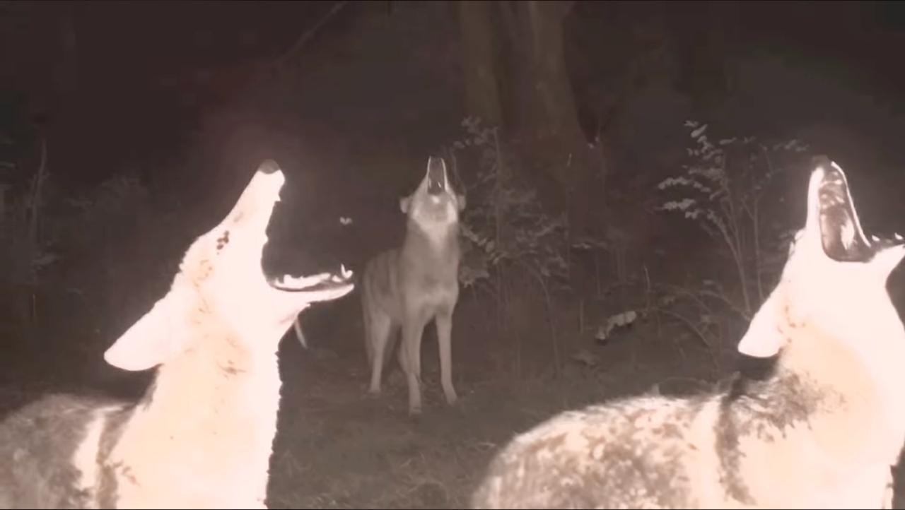Wolves calling in the dark